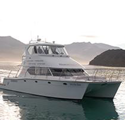 Akaroa Dolphins-Harbour Nature Cruises