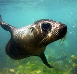 Seal Swim Kaikoura