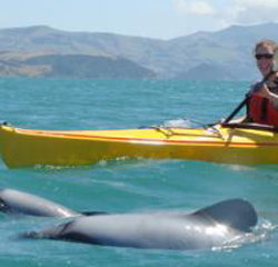 Akaroa Guided Kayak Safari